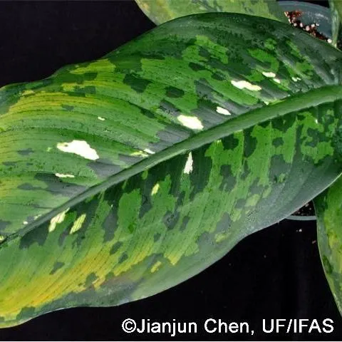thumbnail for publication: Chilling Injury in Tropical Foliage Plants: III. Dieffenbachia
